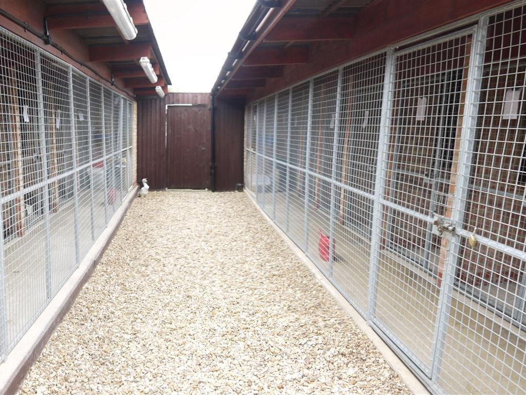 Khinjan kennels sales