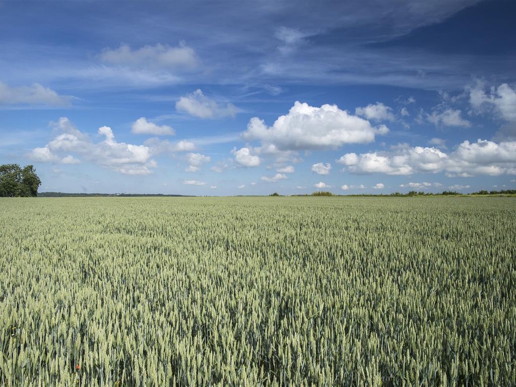 Land for sale in Tarrant Keyneston, Blandford Forum DT11 Zoopla