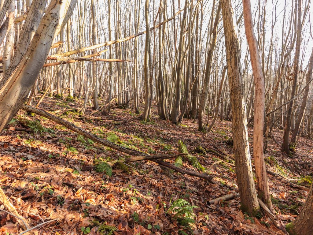 Land for sale in Dale Hill, Ticehurst, Wadhurst TN5 Zoopla