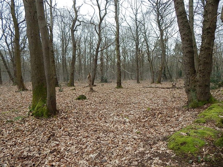 Land for sale in Woodland Off, Reepham Road, Felthorpe, Norfolk NR9, £