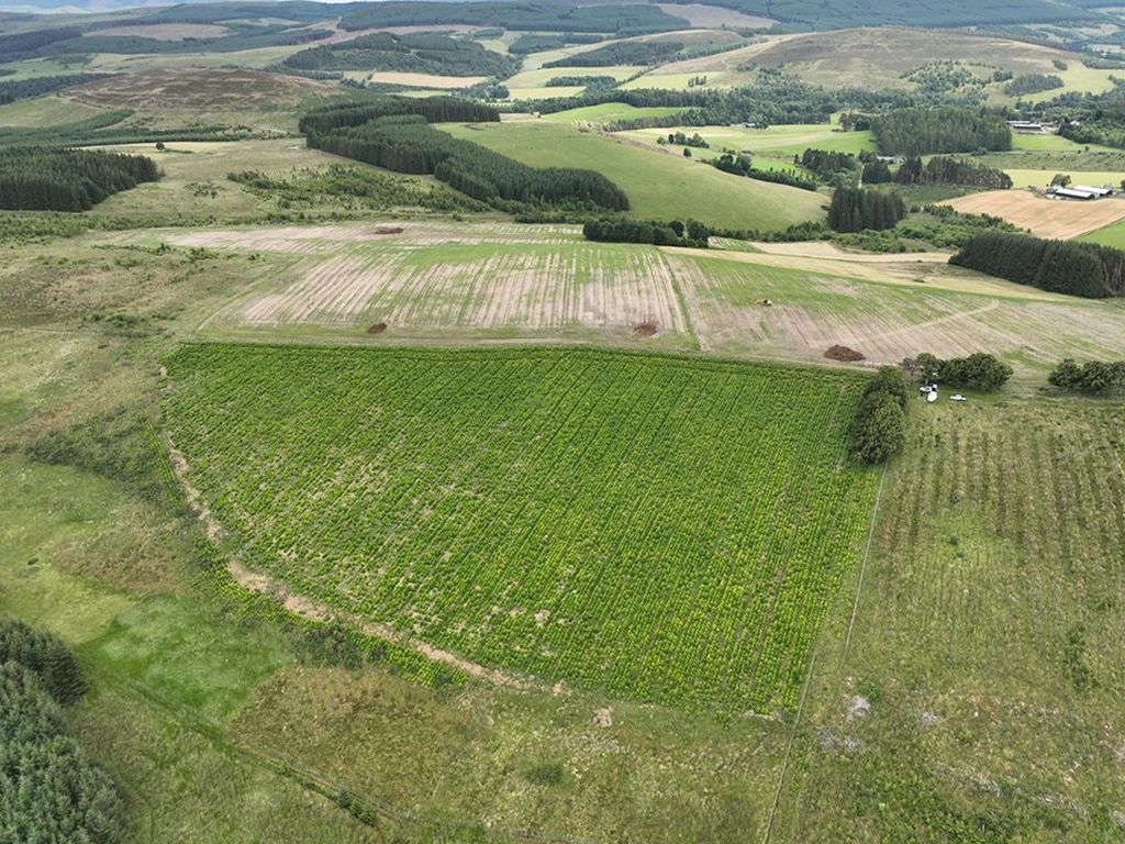 Land for sale in Christmas Tree Land, Huntly, Aberdeenshire AB544Xt
