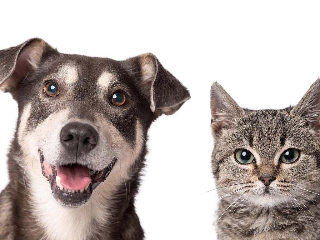 Kennels, Cattery amp Equestrian Businesses M1, Greater Manchester, Greater Manchester  