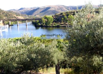 Thumbnail Farm for sale in Olive Grove On 400.000m2, Near The River Douro, Ligares Region, Ligares, Freixo De Espada À Cinta, Bragança, Norte, Portugal