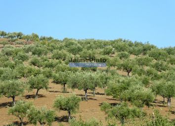 Thumbnail Land for sale in 4, 1Ha Olive Grove, Fruit Trees, Ruin, Escalhão, Figueira De Castelo Rodrigo, Guarda, Central Portugal
