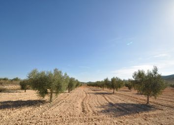 Thumbnail Land for sale in 30529 Cañada Del Trigo, Murcia, Spain