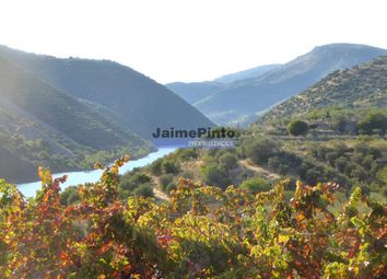 Thumbnail Farm for sale in Property With 4, 500 Olive Trees, 44Ha, Barca D'alva, Figueira De Castelo Rodrigo (Parish), Figueira De Castelo Rodrigo, Guarda, Central Portugal