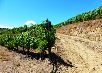 Thumbnail Land for sale in Wine Producing Agricultural Land In Douro, Vila Real, Norte, Portugal