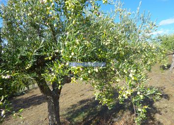 Thumbnail Farm for sale in 11Ha Olive And Almond Groves With Ruin. Barca D'alva, Portugal