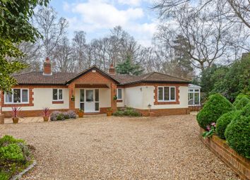 Thumbnail 4 bedroom detached bungalow for sale in Prince Albert Drive, Ascot