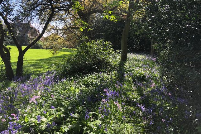 Bluebell Path