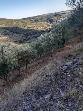 Land for sale in Agios Ioannis Theologos, Lakonia, Peloponnese, Greece