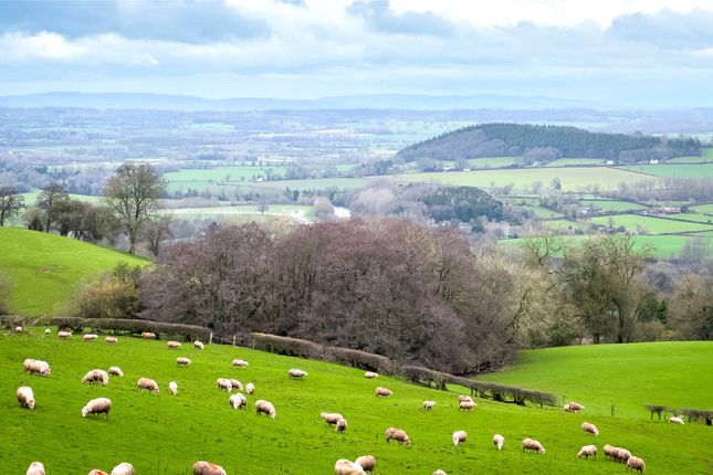 The Lacy at St Mary's Meadow,, The Lacy at St Mary's Meadow, Eardisley, photo 4