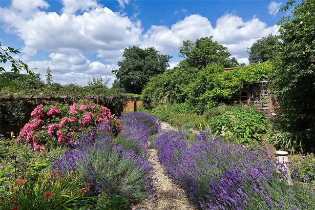 Lavender Garden
