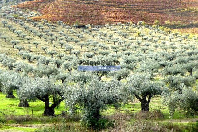 Thumbnail Farm for sale in Productive Olive Grove, Productive Vineyard, 245Ha Farm, Portugal