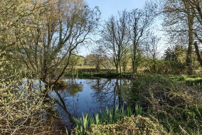 Pond