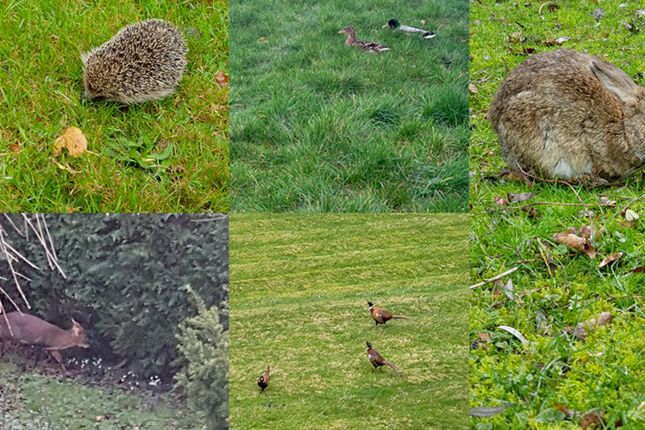 Some Of The Wildlife Regularly In Your Grounds