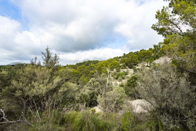 Land for sale in Spain, Mallorca, Puigpunyent, Galilea