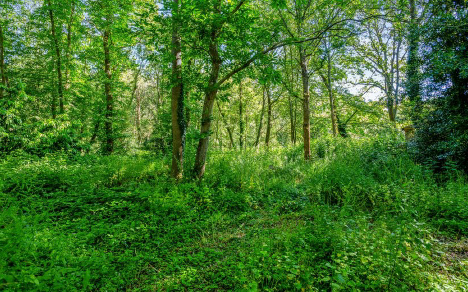 HOLLY HATCH, Green Lane, Farnham photo 3