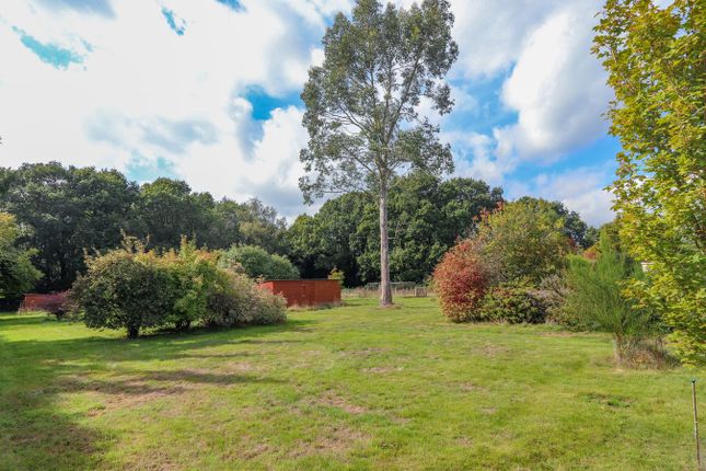 Petreen, Kent Street, Sedlescombe photo 3