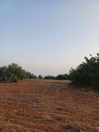 Land for sale in Koili, Pafos, Cyprus