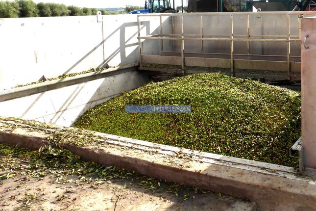 Thumbnail Farm for sale in Olive Grove, Olive Oil Mill, Brand, Portugal