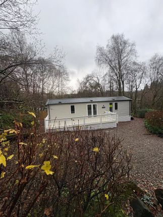 Twenty Shilling Wood, Comrie photo 5