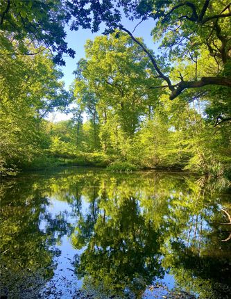 Pond