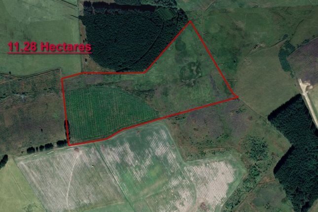 Land for sale in Christmas Tree Land, Huntly, Aberdeenshire AB544Xt