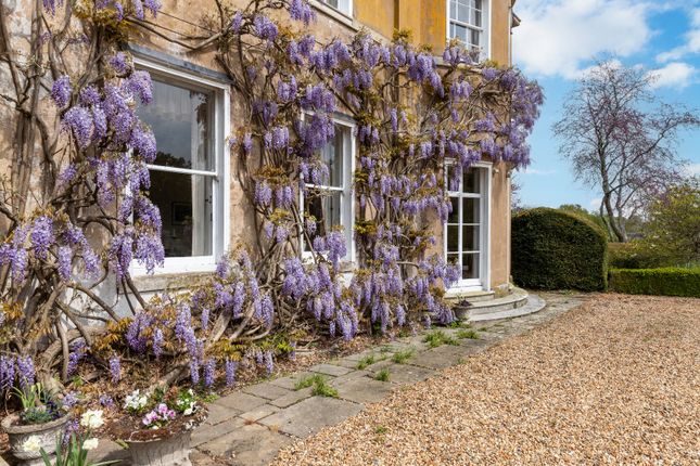 Wisteria