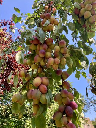 Orchard 2