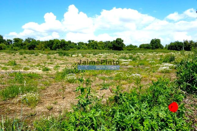 Land for sale in Property 70Ha, Santarém, Salvaterra De Magos, Muge, Salvaterra De Magos, Santarém, Central Portugal
