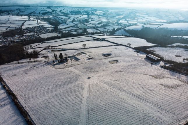 Vineyard In Winter