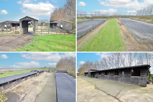 Thumbnail Equestrian property for sale in Raspberry Hill Lane, Iwade, Sittingbourne