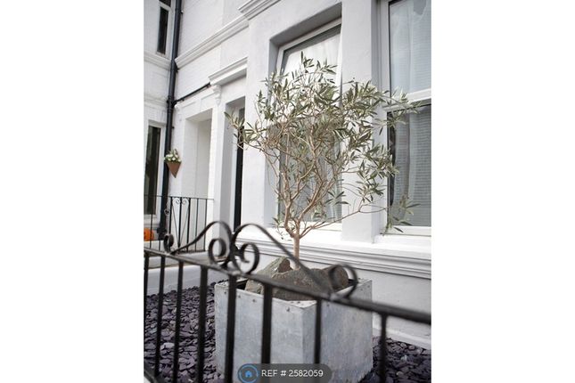 Olive Tree