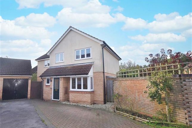 Thumbnail Detached house for sale in Pampas Close, Colchester