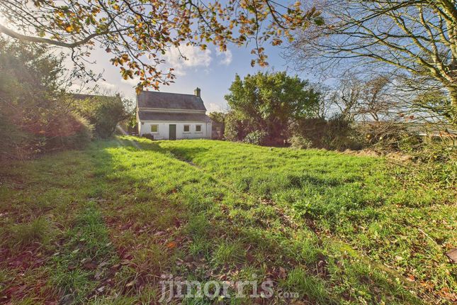 Llwyncelyn, Cardigan photo 3