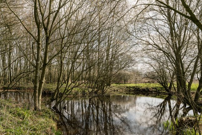 Pond