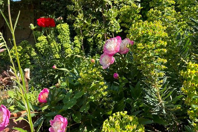 Summer Garden