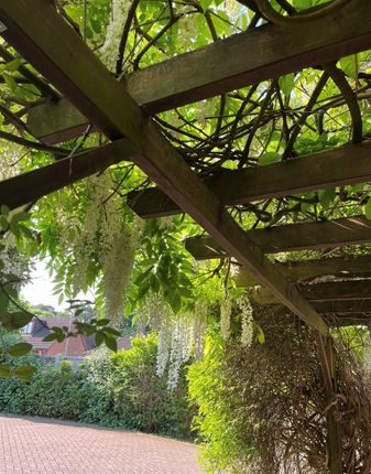 Wisteria.Jpg