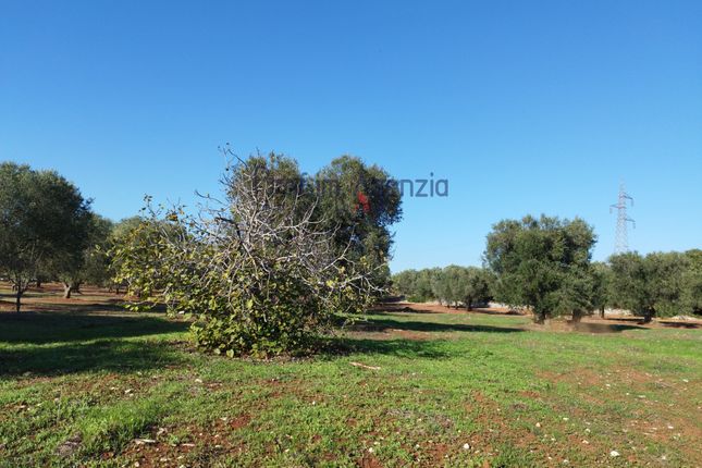 Land for sale in Contrada Maraminno, Carovigno, Brindisi, Puglia, Italy