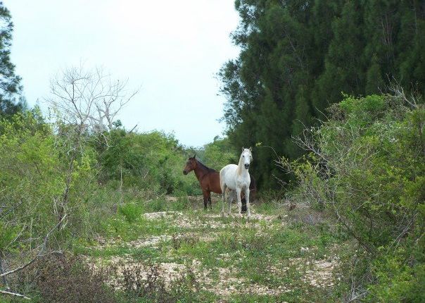 Land for sale in Rock Sound, Eleuthera, The Bahamas
