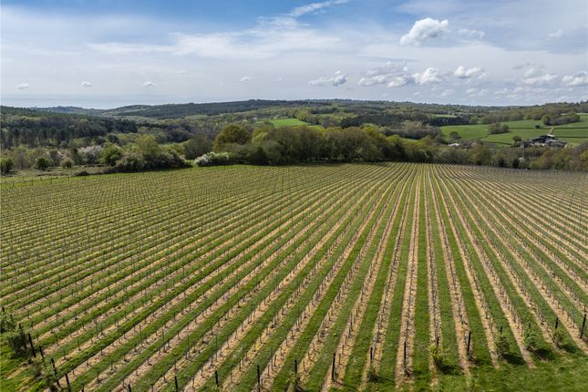 Vineyard