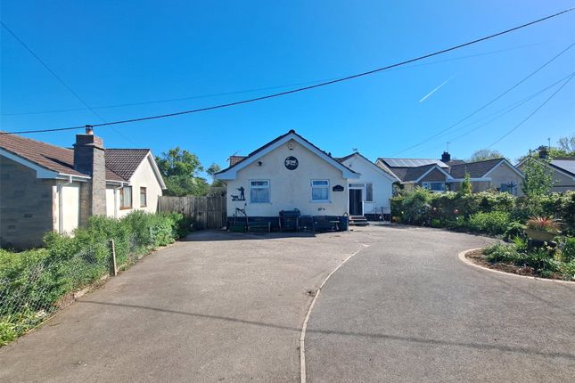 Tristram,, Biddisham Lane, Axbridge photo 3