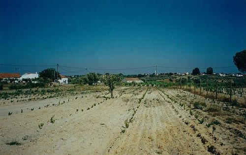 Thumbnail Land for sale in Pegoes, Setúbal (District), Alentejo, Portugal