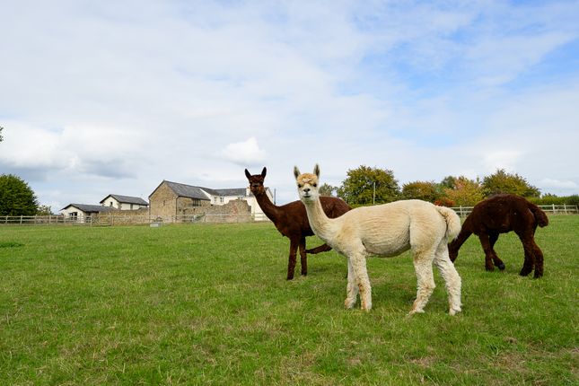 Edge Hill Farm-57