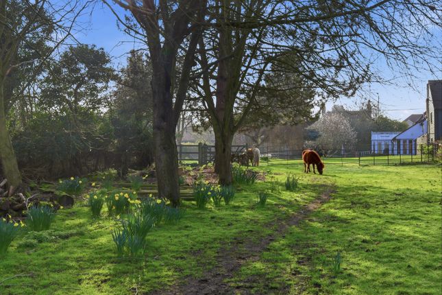 Thorleys,, Blasford Hill, Chelmsford photo 2
