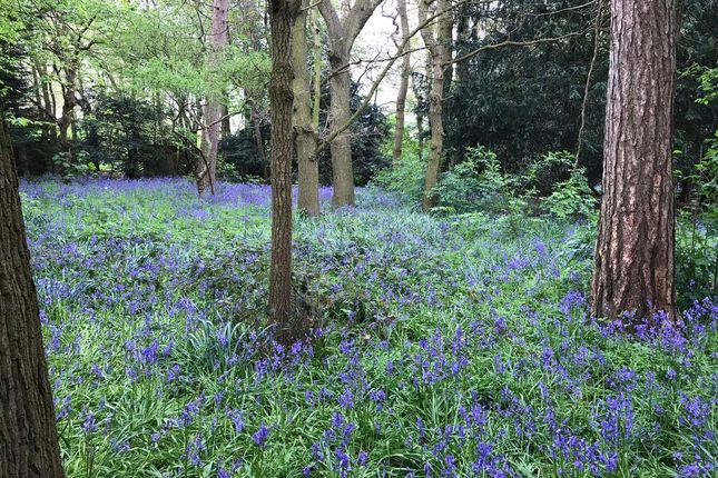 Woodland