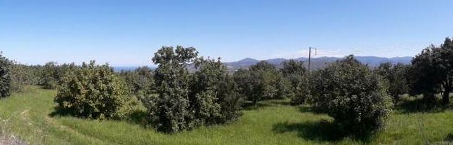 Thumbnail Land for sale in Pano Akourdalia, Paphos, Cyprus
