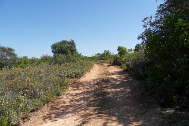 Thumbnail Land for sale in Pé Do Cerro, Santa Bárbara De Nexe, Faro, East Algarve, Portugal