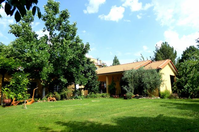 Farm for sale in P783, Olive Grove With Irrigation And A House, Portugal, Mirandela, Portugal